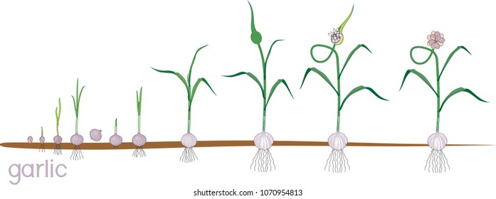 1,520 Garlic infographic Images, Stock Photos & Vectors | Shutterstock