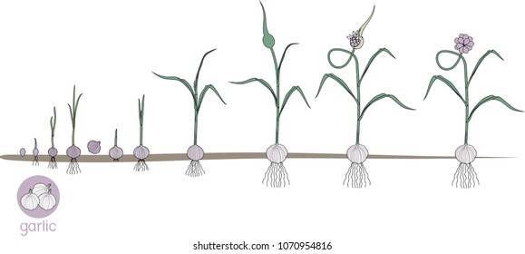Garlic life cycle. Consecutive stages of growth from bulbil to flowering garlic plant. Plants showing root structure below ground level on vegetable patch