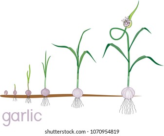 Garlic life cycle. Consecutive stages of growth from bulbil to flowering garlic plant. Plants showing root structure below ground level on vegetable patch