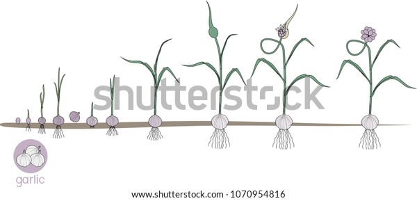 Garlic Life Cycle Consecutive Stages Growth Stock Vector (Royalty Free ...