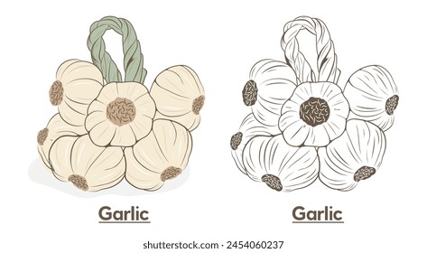 Garlic line icon vector illustration. Hand drawn illustration of garlic hanging on a rope, harvesting vegetables with a rope for storing in the kitchen.