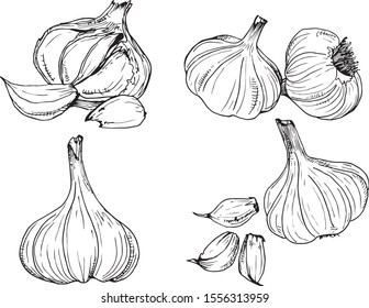 Garlic Line Sketch Drawing Vector
