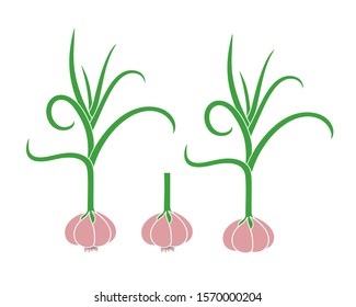 Garlic logo. Isolated garlic on white background