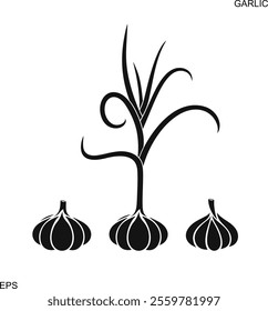 Garlic logo. Isolated garlic on white background