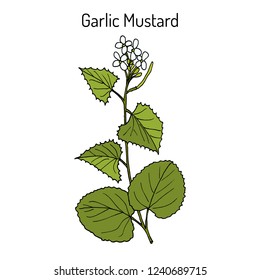 Garlic Mustard (Alliaria petiolata), or Jack-by-the-hedge, sauce-alone, Jack-in-the-bush, penny hedge, medicinal plant. Hand drawn botanical vector illustration