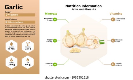 Garlic and its nutritional properties -Vector illustration