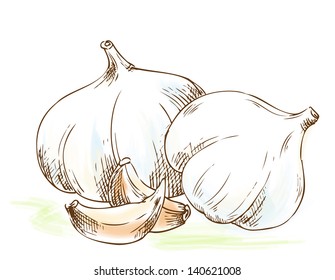 garlic on the white background white parts fruit natural food dining healthy raw eating feeding art elements graphic nurture painting illustrations vital healthful picture flavour image drawing fruits