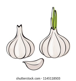 Garlic on a white background. Vector illustration.