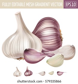 Garlic on white background. Vector illustration