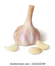 Garlic on white. Isolated vector illustration