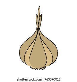 Garlic organic food