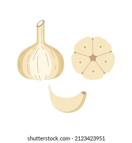 Garlic organic product. Set of a vector vegetable from a cut across and a separate slice. Geometric isolated illustration on white background.