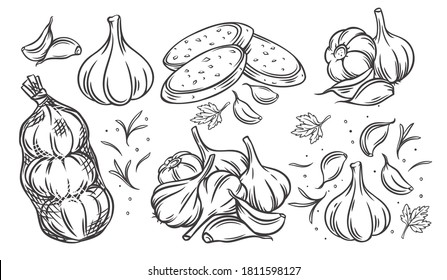 Garlic outline drawn monochrome icon set. Pile of garlic bulbs, in net bag and runchy garlic bread. Vector illustration of vegetables, farm product.