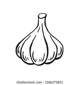 Garlic outline. Hand drawn vector illustration. Farm market product, isolated vegetable, engraved bunch of garlic.