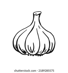 Garlic outline. Hand drawn vector illustration. Farm market product, isolated vegetable, engraved bunch of garlic.