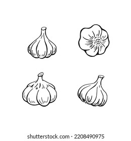 Garlic outline. Hand drawn vector illustration. Farm market product, isolated vegetable, engraved bunch of garlic.