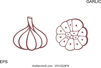 Garlic outline. Isolated garlic on white background