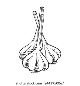 Garlic outline vector illustration. Bunch of garlic. Garlic bulb sketch.