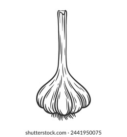 Ilustración vectorial de contorno de ajo. Un montón de ajo. Bombilla de ajo. Bulbo con raíces y tallo.
