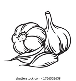 Garlic outline vector illustration. Farm market product, isolated vegetable, hand drawn bunch of garlic.