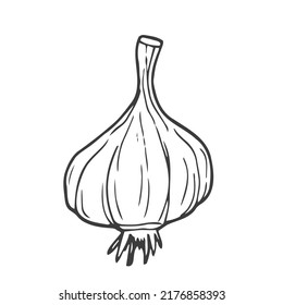 Garlic outline vector illustration. Farm market product, isolated vegetable, engraved bunch of garlic.