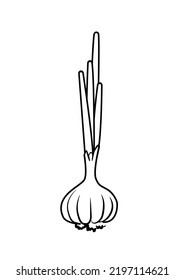 Garlic outline vector illustration. Farm market product, isolated vegetable, engraved bunch of garlic.