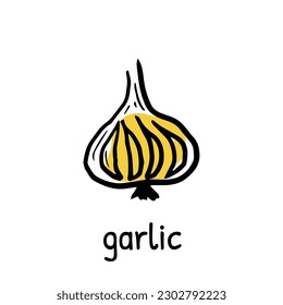 Garlic outline vector illustration. Farm market product, isolated vegetable, engraved bunch of garlic.