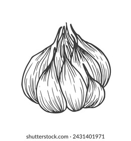Garlic outline vector illustration. Farm market product, isolated vegetable, doodle garlic sketch.