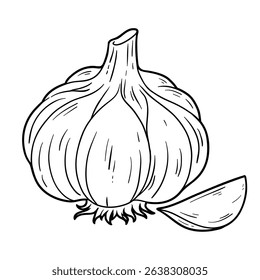 Garlic, outline vector illustration isolated on white background, eps10