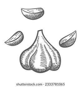 Garlic outline.Farm market product.Hand drawn vector illustration sketch.Organic agriculture.Garlic for menu, icon.Garlic clove.Isolated on white background.