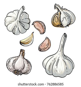 Garlic painted by a line on a white background. Colorful sketch of food. Spice