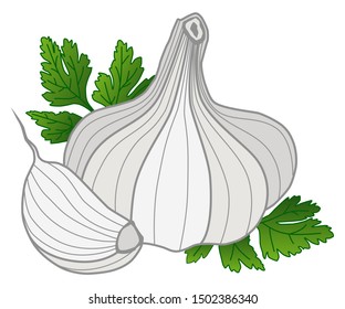 Garlic with parsley on white background. Delicious spices for cooking in flat style. Vector illustration.