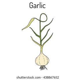 Garlic plant. Kitchen herbs collection. Hand drawn botanical vector illustration.