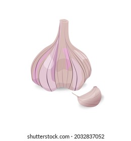 Garlic, realistic illustration closeup isolated on white background. Concept for menu, cafe, icon, market, banner or label.