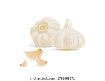 Garlic realistic Vector isolated in white background