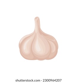 Garlic. Ripe garlic head. A ripe vegetable. Vector illustration isolated on a white background