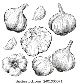 Garlic. Set of black and white vector illustrations of garlic.