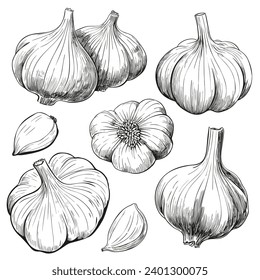 Garlic. Set of black and white vector illustrations of garlic.