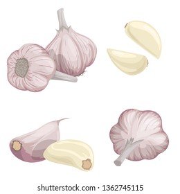 Garlic set. Cartoon flat style of fresh farm market organic product. Whole garlic bulbs and peeled cloves. Group and single. Isolated on white. Organic food.