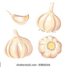 Garlic set. Four images. Isolated on white. Vector illustration.