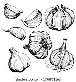 Garlic set hand drawing vector illustration. Isolated vegetables. Engraved style object. Vegetarian food sketch. A product of the agricultural market. Great for menus, labels, badges.