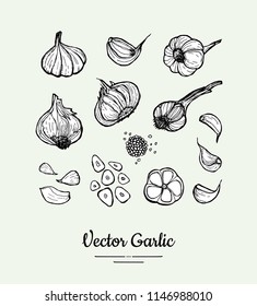 Garlic set. Hand drawn black white vector isolated clove, heads, chopped garlic illustration. Hipster garlic hand drawn illustration for vegetarian poster, banner, logo, icons, sticker, menu, shop.