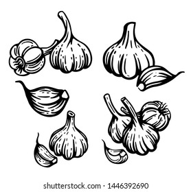 Garlic set. Hand drawn chopped garlic illustration.