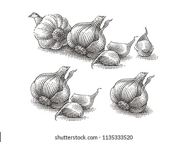 Garlic set. Hand drawn engraving style illustrations.