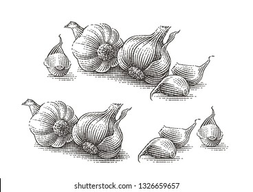 Garlic set. Hand drawn engraving style illustrations.