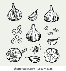 Garlic set. Hand drawn illustration of chopped garlic. Isolated background