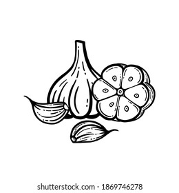 Garlic set. Hand drawn illustration of chopped garlic. Isolated background.