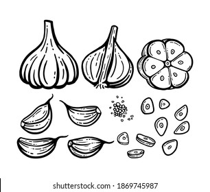 Garlic set. Hand drawn illustrations. Vector chopped garlic, seeds.