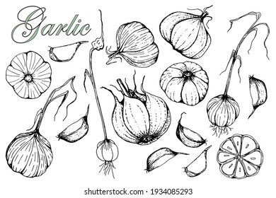 Garlic. Set of hand drawn vector illustrations. Isolated over white background. Sketch. Detailed drawing of vegetarian food. Farmers market product. Design for menu, label, badge, packaging.