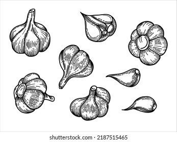 Garlic set. Hand drawn vector illustration.  Engraving style. Sketch, line art.